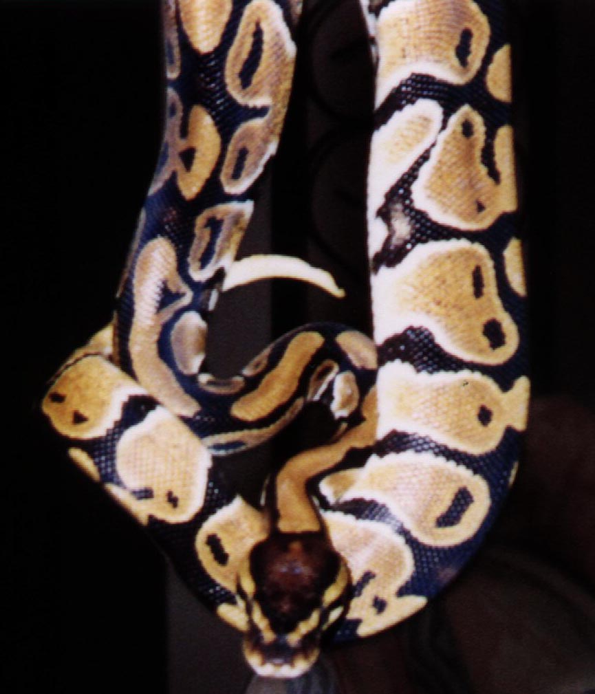 Same snake.