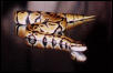 Same snake.