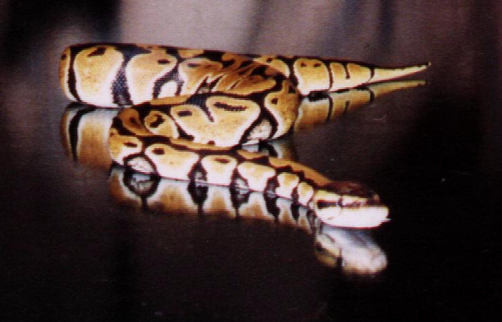 Same snake.