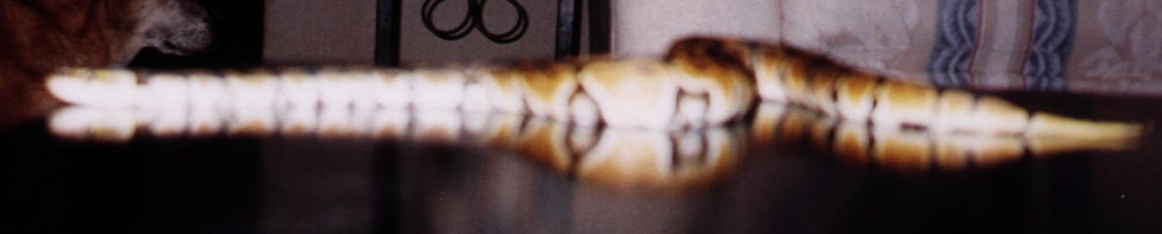 Same snake.
