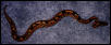 Same snake.