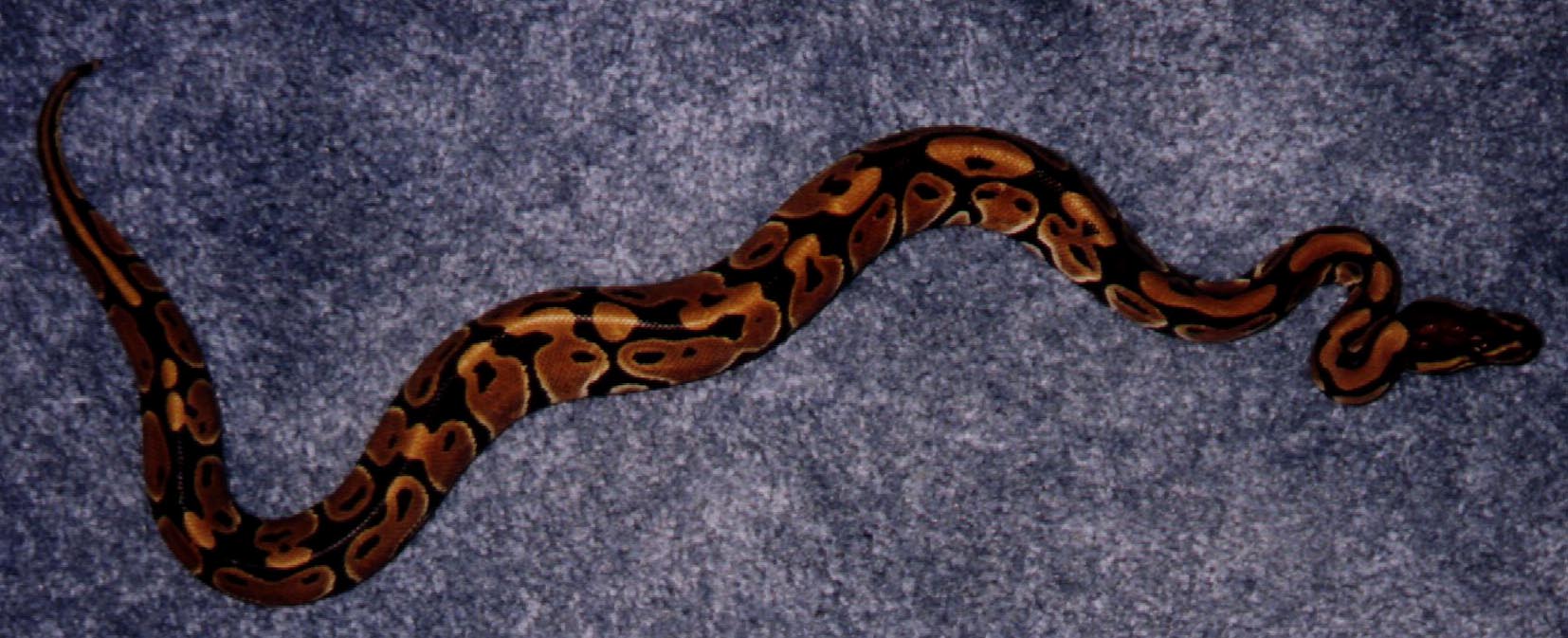 Same snake.