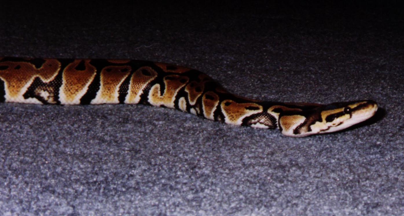 Same snake.