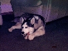 My Bone