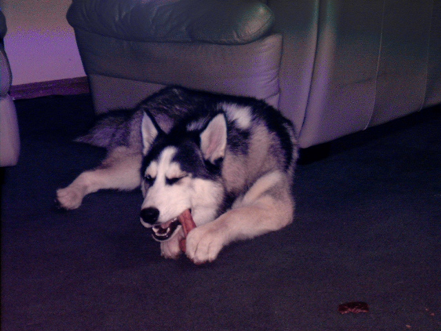 My Bone