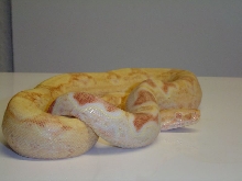 Pastell Albino Brian Sharp
