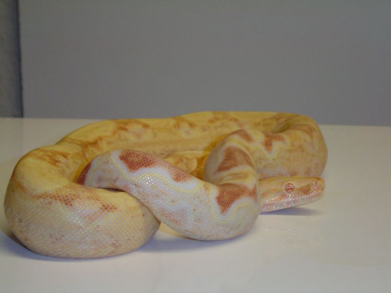 Pastell Albino Brian Sharp