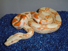 25% Surinam Albino