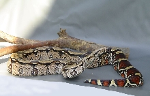 Brokopondosurinam Female