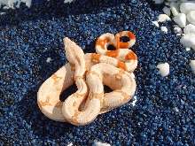 Ignited Fire Albino