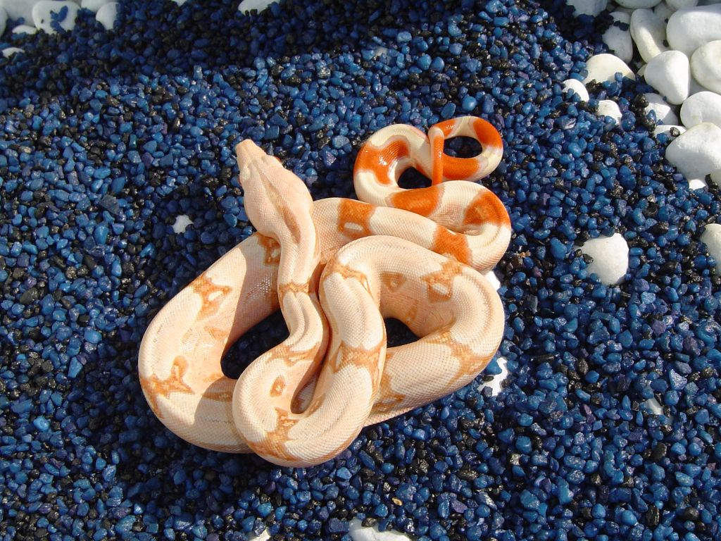 Ignited Fire Albino