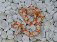 Kubsch Albino Boa