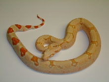 IGF Albino