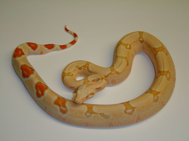 IGF Albino