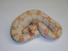 Kubsch Albino