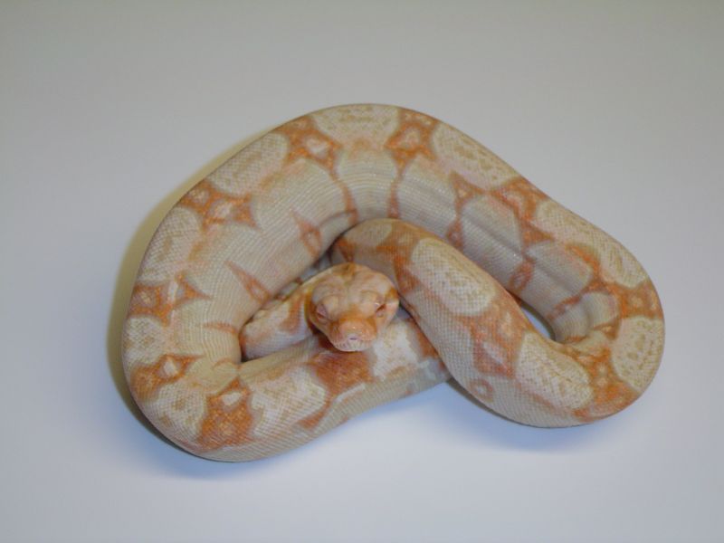 Kubsch Albino