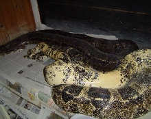 Three Tone Albino Boa X Partial Boa