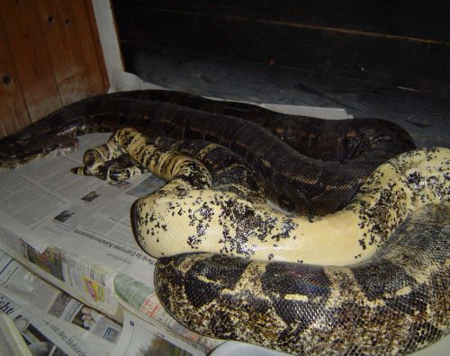 Three Tone Albino Boa X Partial Boa