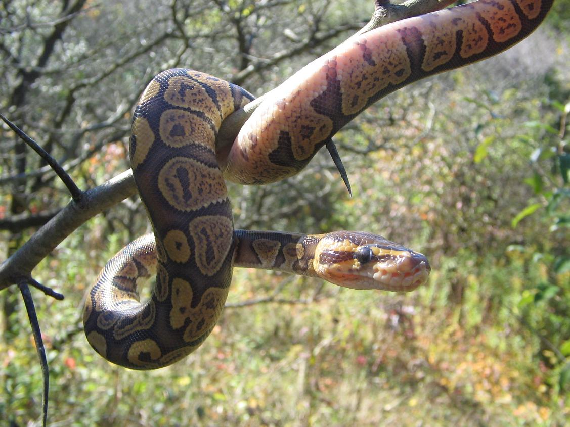 Green Ghost (Lucille)