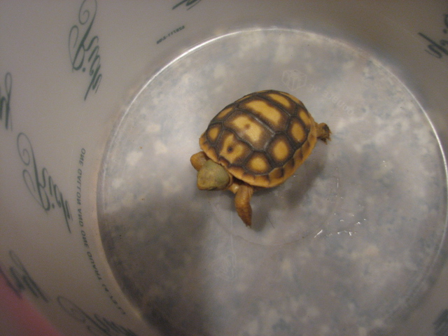 Do you know what kind of turtle this is?
