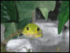 Fred