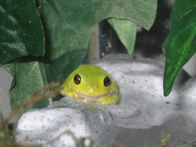 Fred