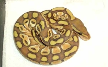 2010 pastel butter ghost