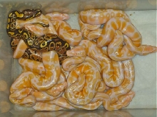 11 albinos and 1 het
