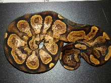 08 super calico