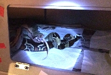A boas life