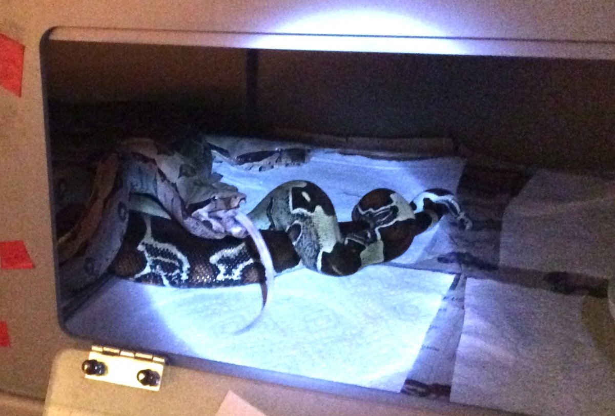 A boas life