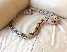Santana