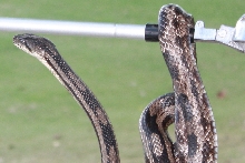 Alabama snake ID?