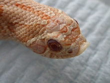 hognose