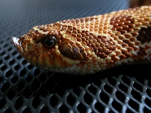 hognose2003