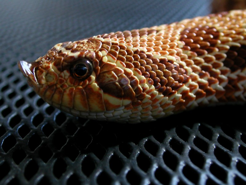 hognose2003