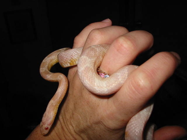 samson