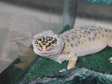 Shedding hood