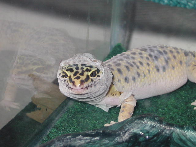 Shedding hood