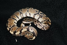 ball python