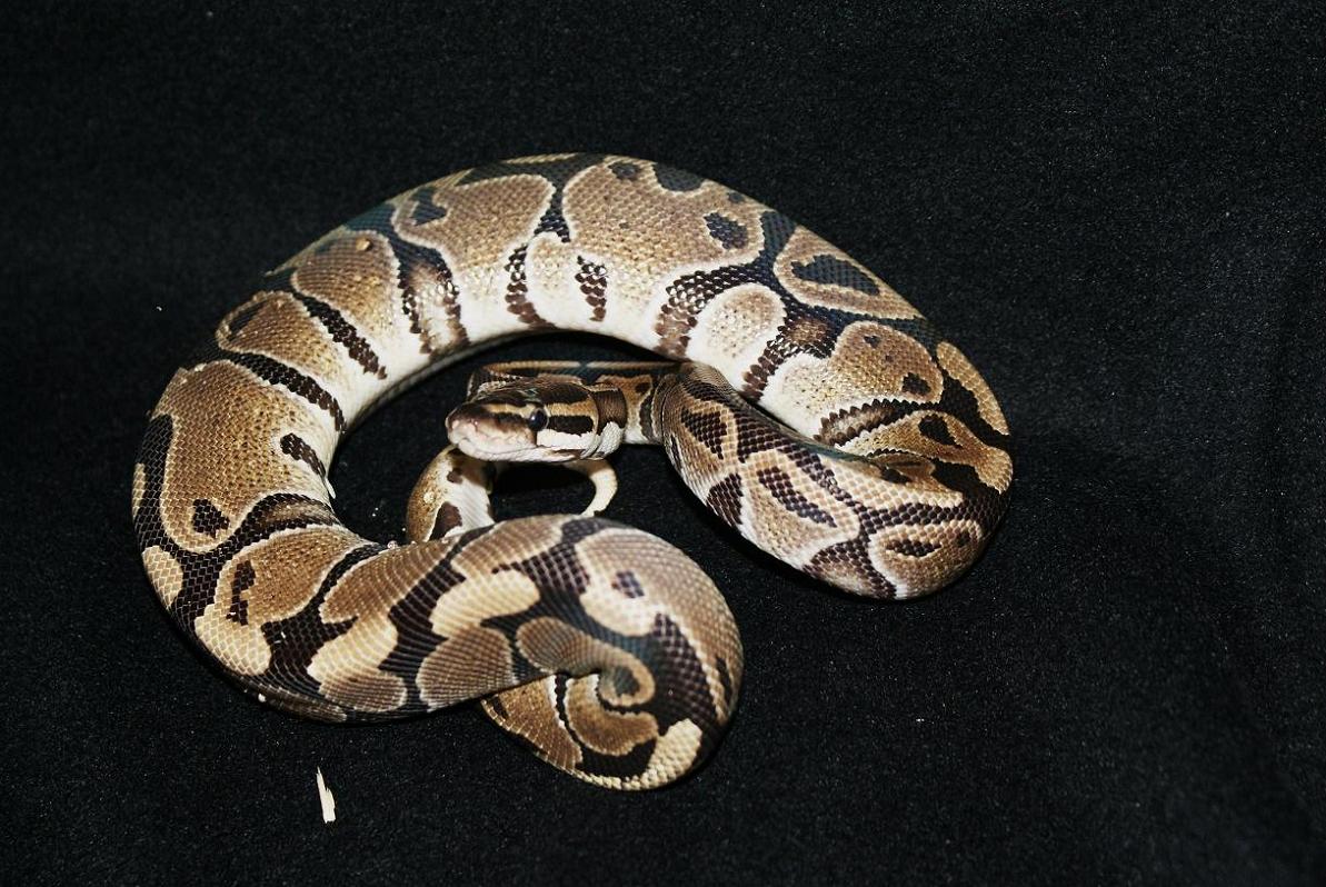 ball python
