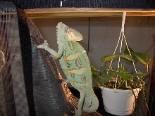 xerxes