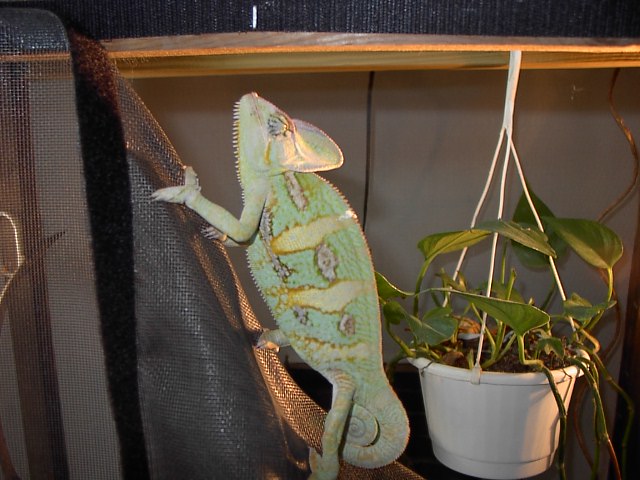 xerxes