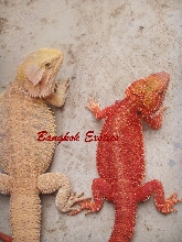 Hypo pastel Vs. Extream Red