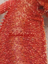 Extream Red female