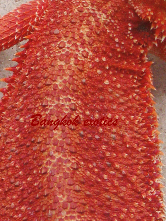 Extream Red female