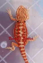 Extream Red baby