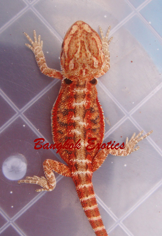 Extream Red baby