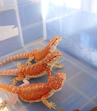 Red Hypopastel