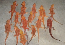 My future breeders